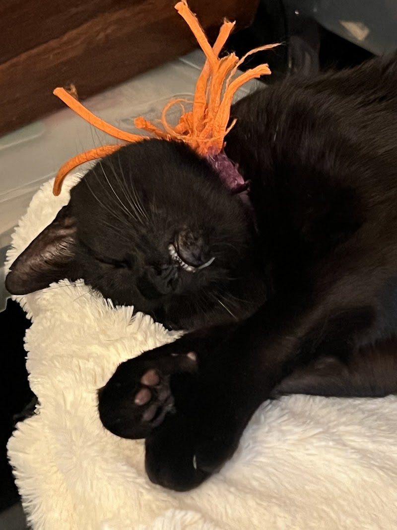 Symphony Veterinary Center