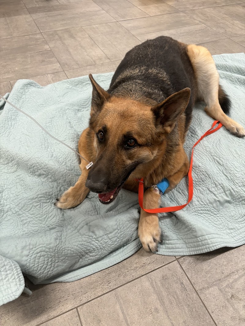 Veterinary Emergency Group