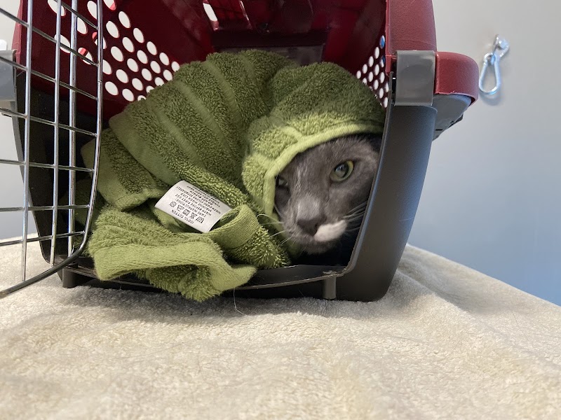 Veterinary Emergency Group