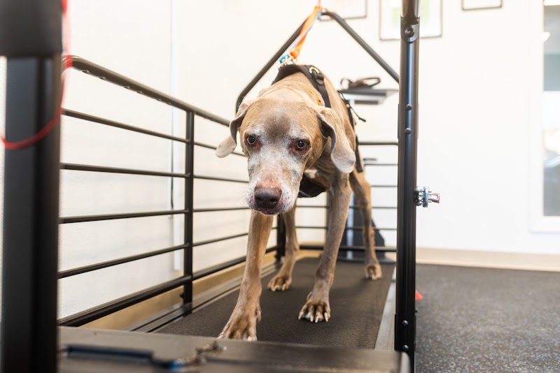 Quicksilver Integrative Veterinary Sports Medicine and Rehabilitation (QIVSMR)