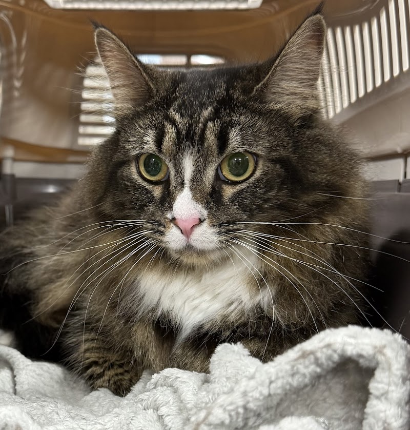 Veterinary Urgent Care - Nashua
