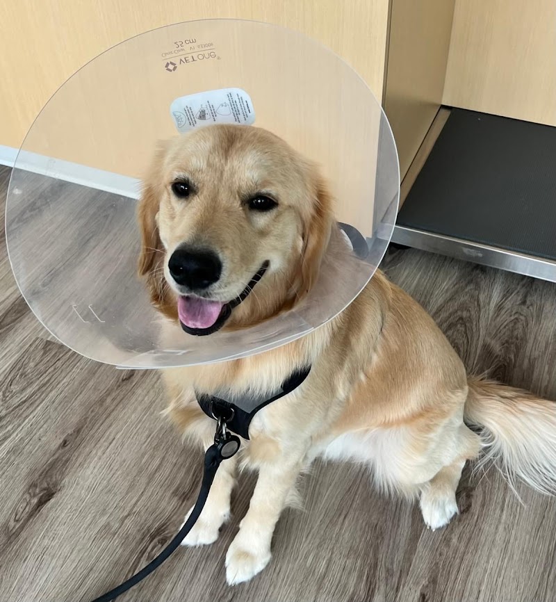 Veterinary Urgent Care - Nashua