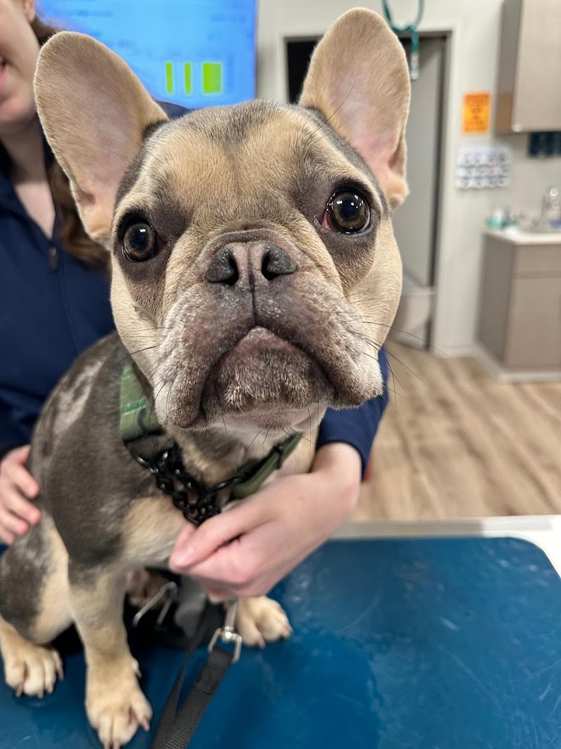 Veterinary Urgent Care - Nashua