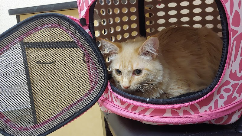 Live Oak Veterinary Hospital