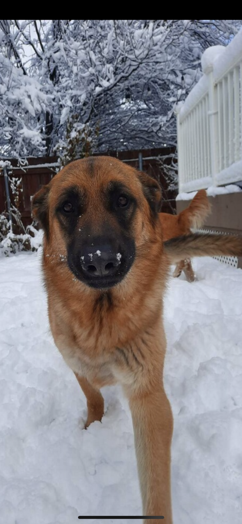 Veterinary Orthopedic Services