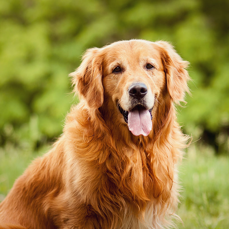 Veterinary Orthopedic Services