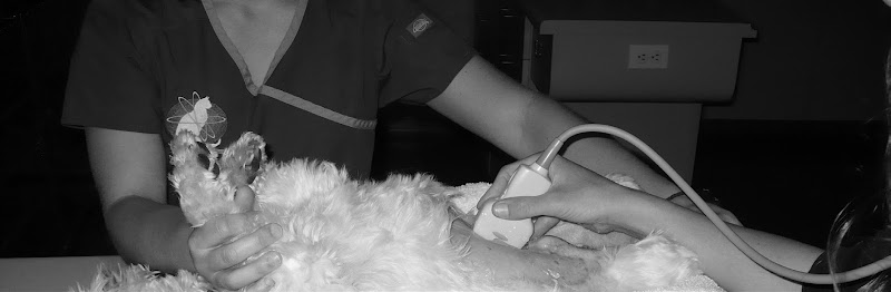 Veterinary Imaging Center of San Diego