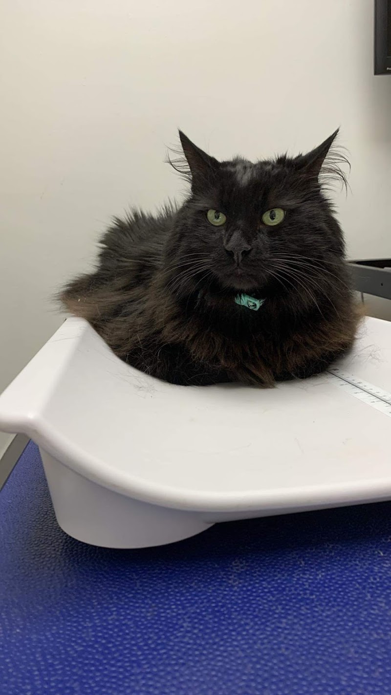 VCA Whitman Animal Hospital