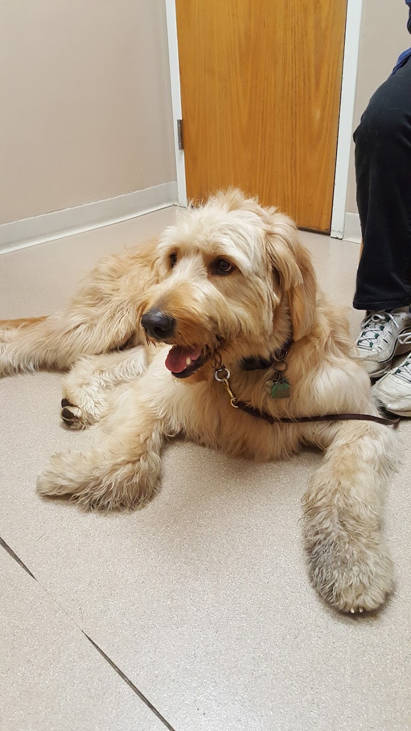 VCA Whitman Animal Hospital - Whitman