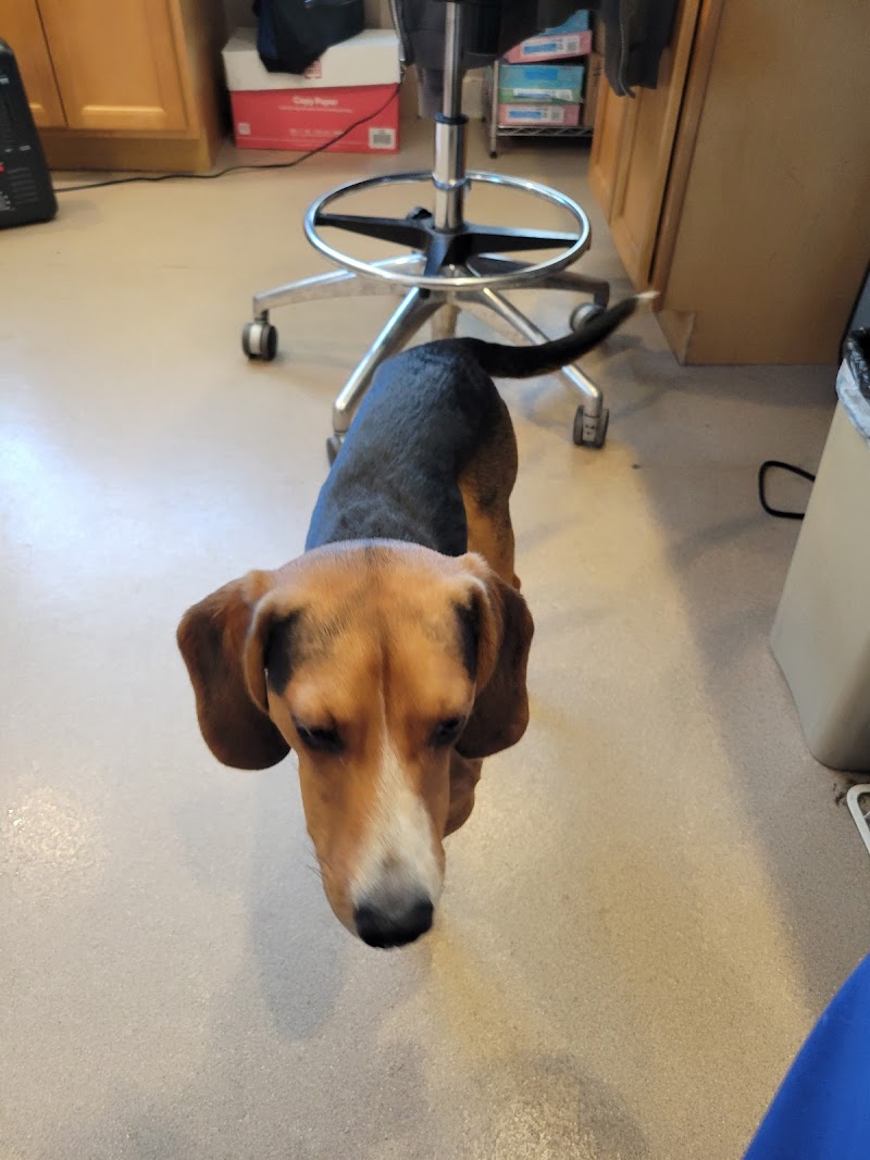VCA Whitman Animal Hospital