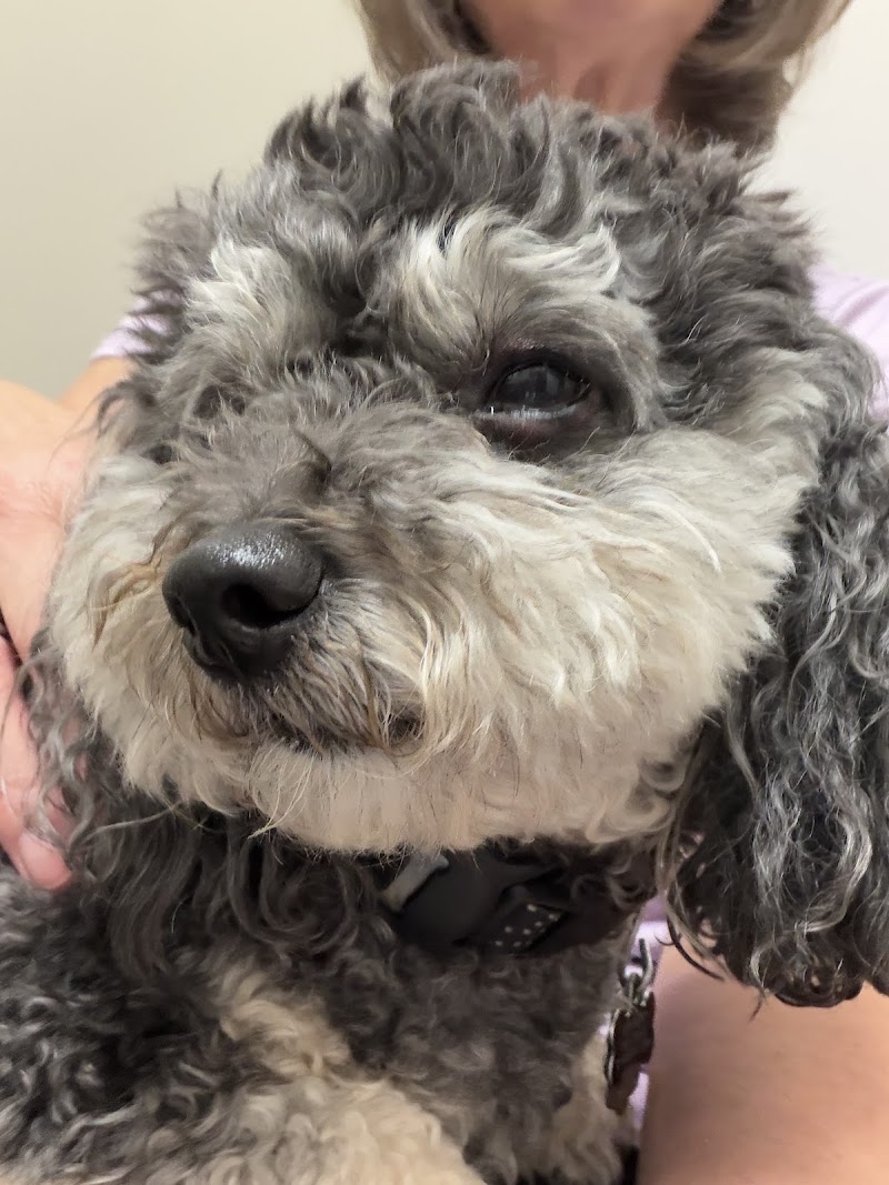 Mountain Star Veterinary Specialists