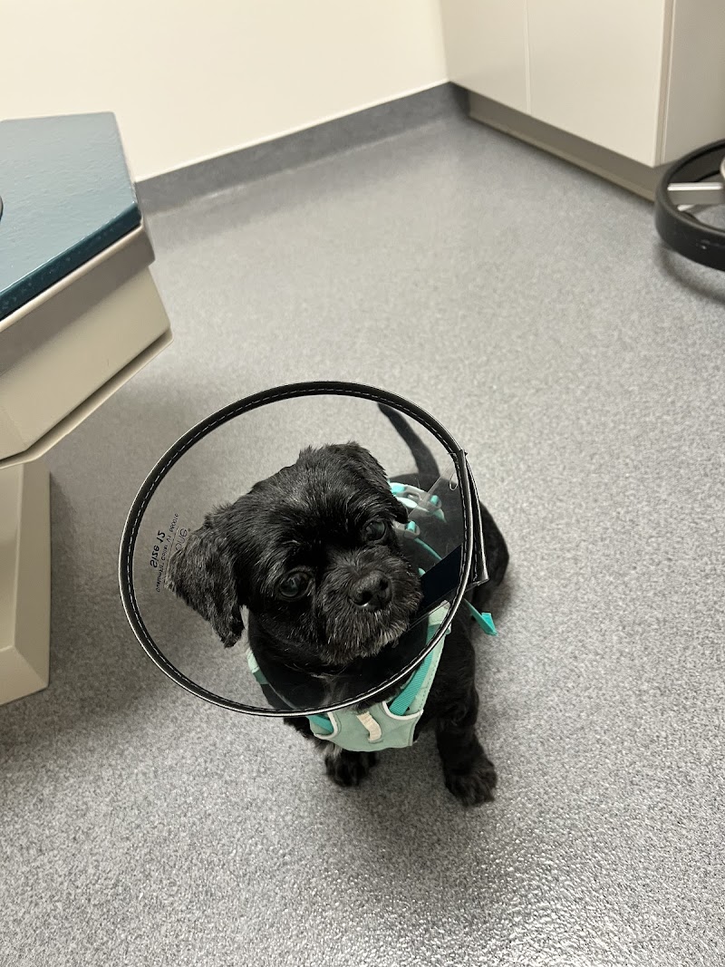 Mountain Star Veterinary Specialists