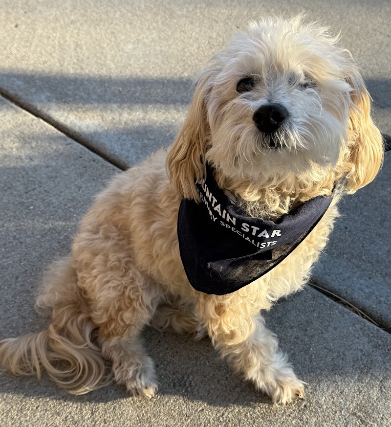 Mountain Star Veterinary Specialists