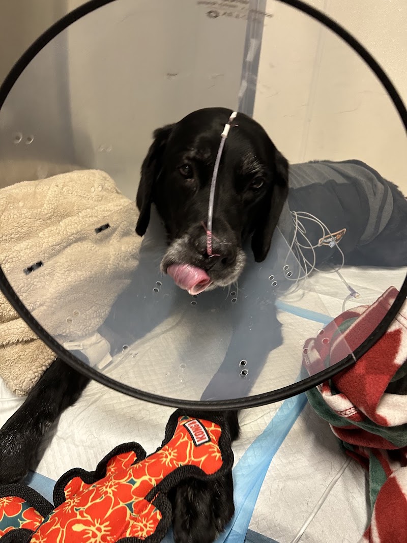 BluePearl Pet Hospital - Portland