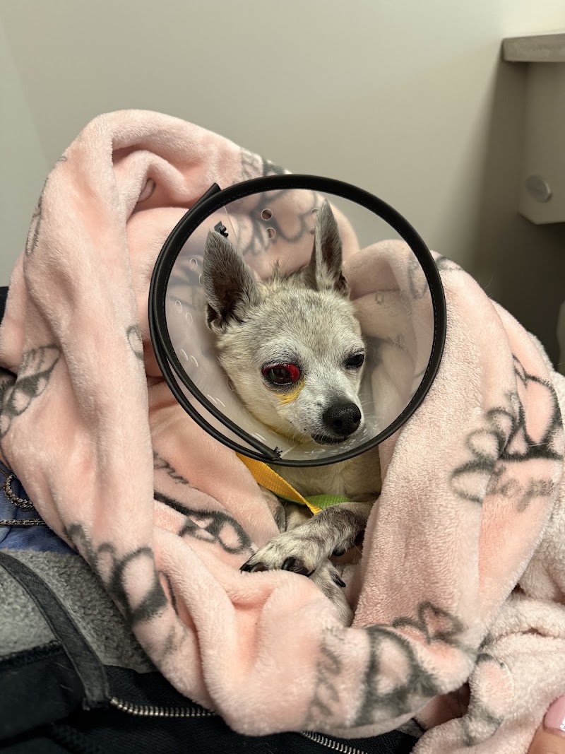 BluePearl Pet Hospital