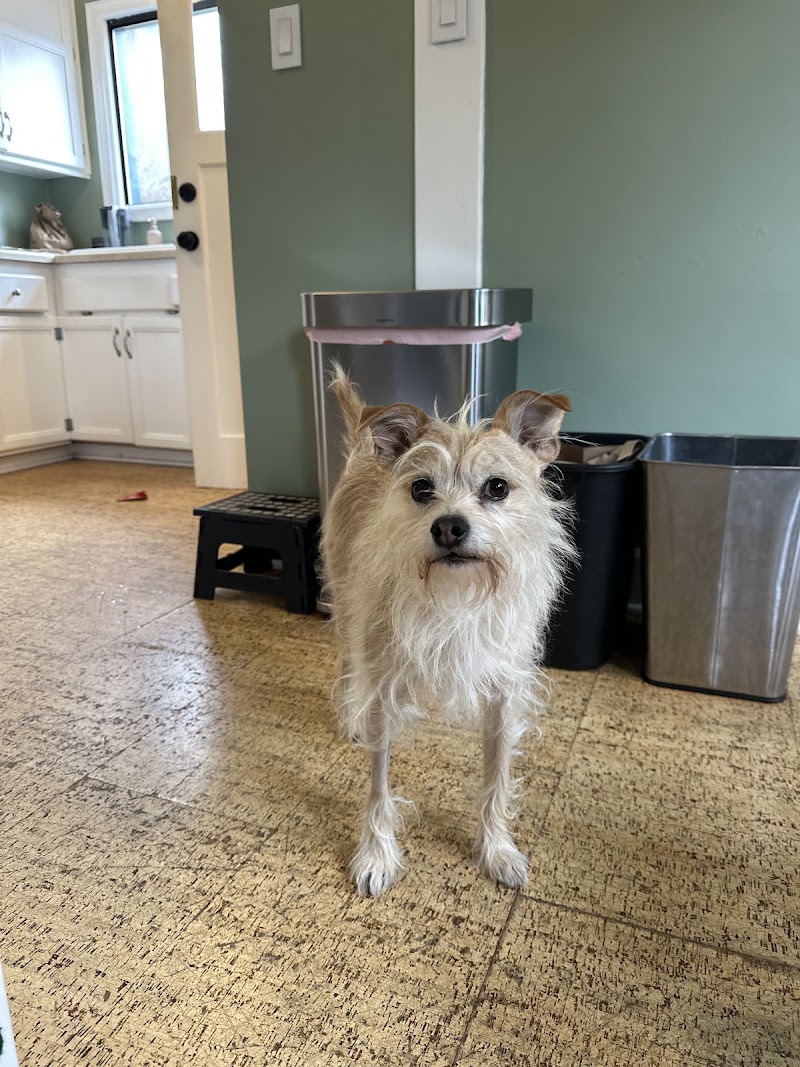 BluePearl Pet Hospital