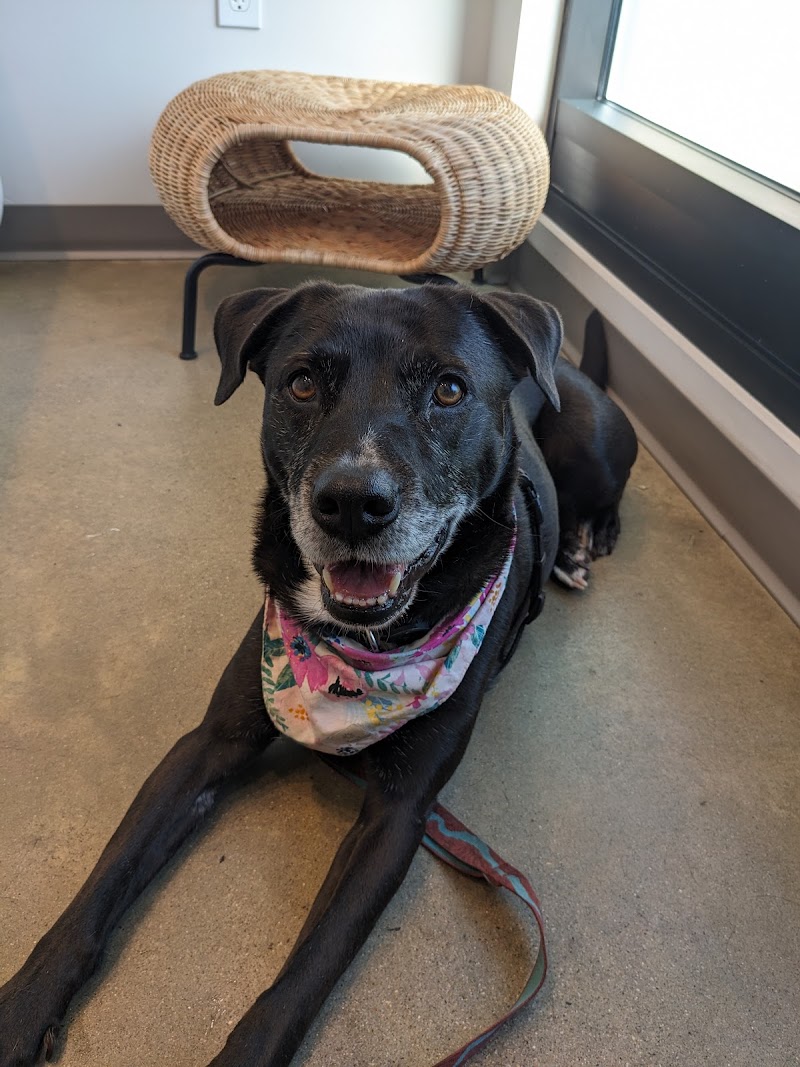 METROVET Veterinary Clinic
