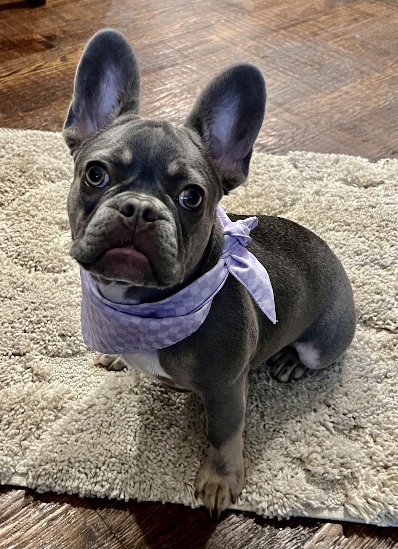 Frisco Emergency Pet Care