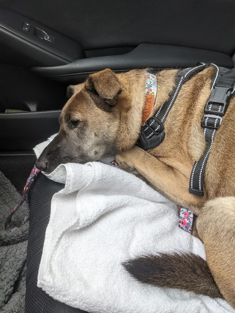 Frisco Emergency Pet Care