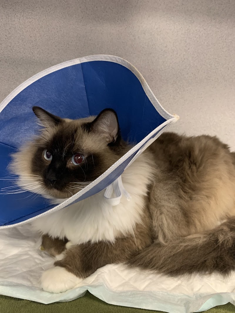 Frisco Emergency Pet Care