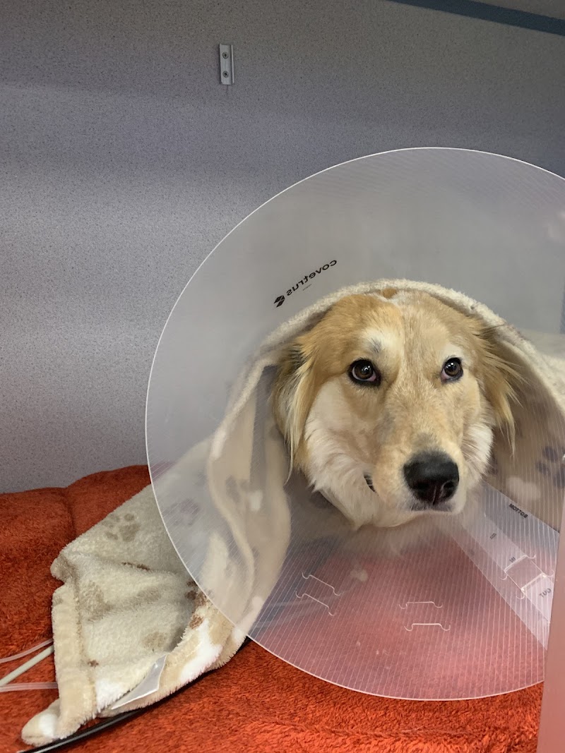 Frisco Emergency Pet Care
