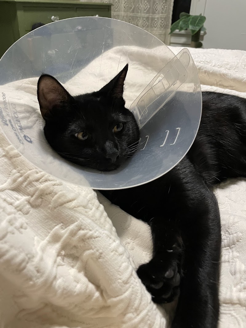 Animal Urgent Care K-Town