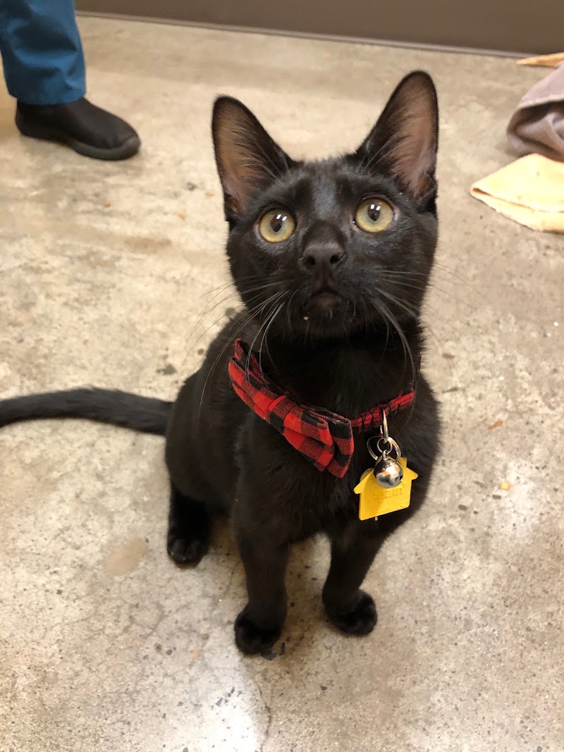 Buckman Veterinary Clinic - Portland