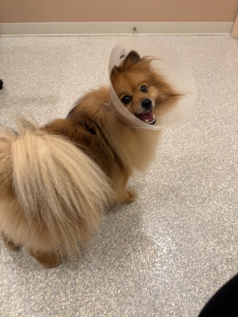 ASAP Vet: Veterinary Urgent Care