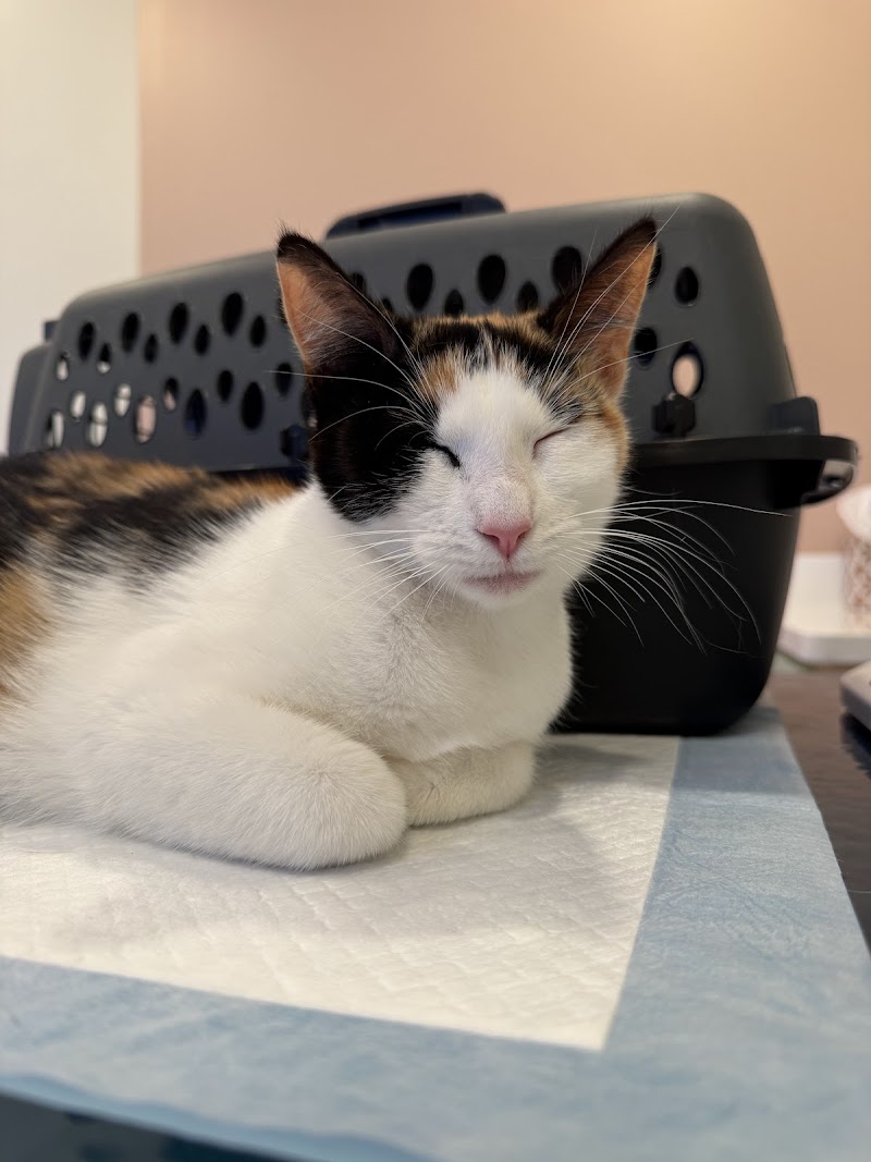 ASAP Vet: Veterinary Urgent Care