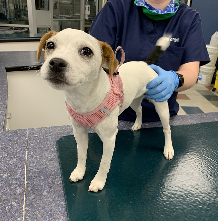 MSPCA-Angell West