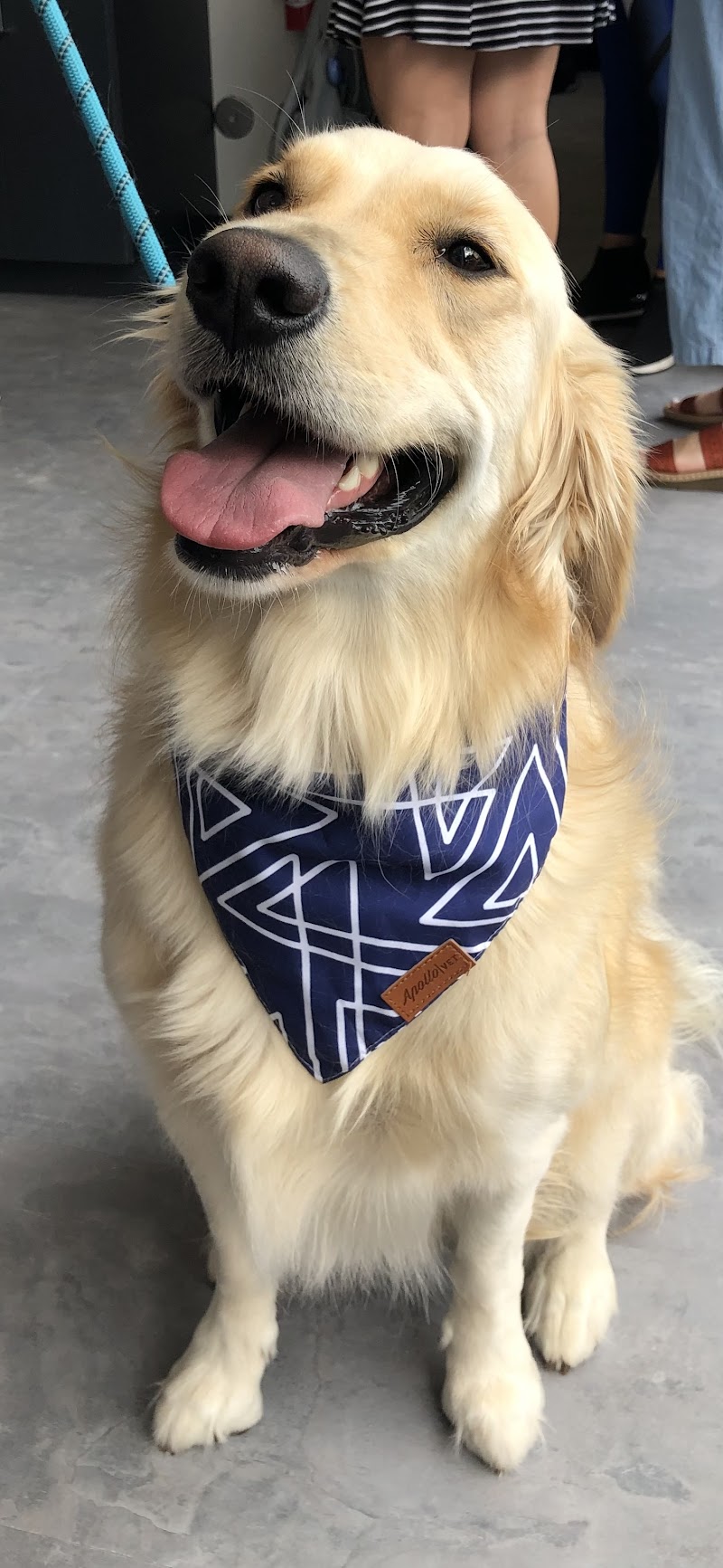 Apollo Veterinary South Austin