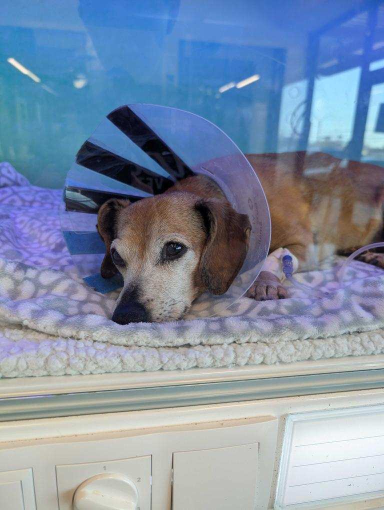 Apollo Veterinary South Austin