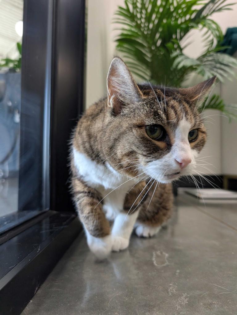 Apollo Veterinary South Austin