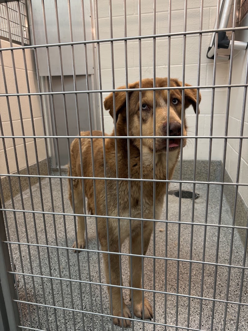 Harris County Pets