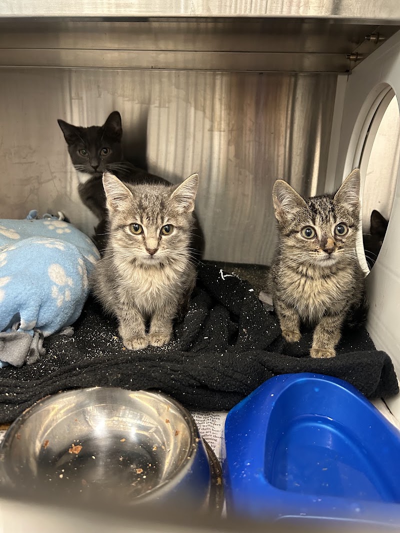 Harris County Pets