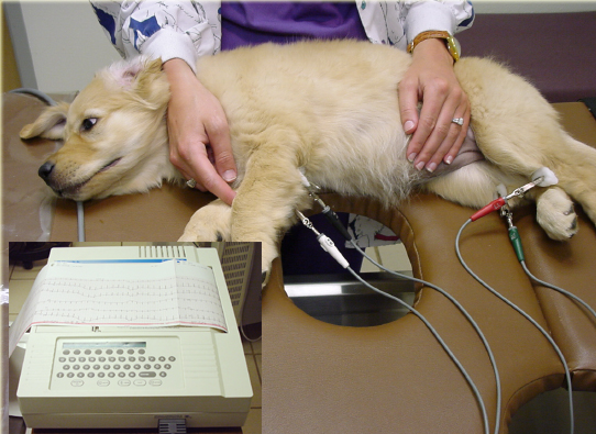 Choice Veterinary Specialists