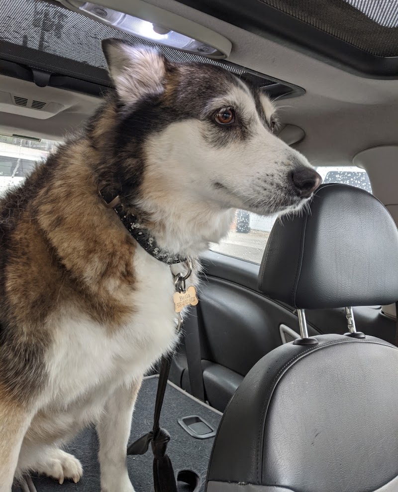 Simon Veterinary Surgical - Sherman Oaks