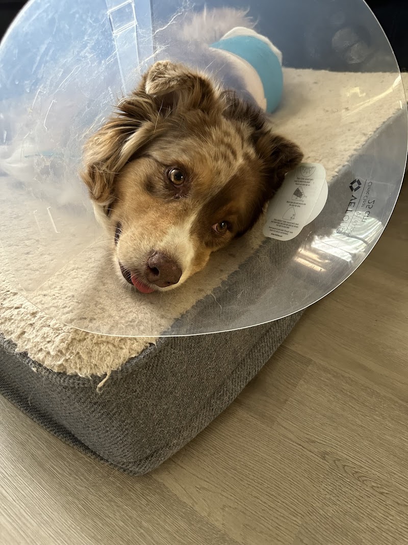 Simon Veterinary Surgical - Sherman Oaks
