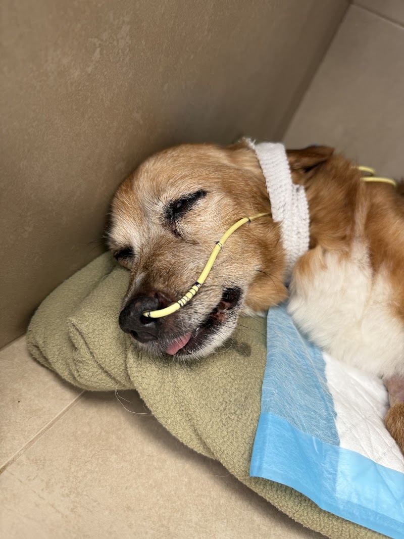 Balmesvet Veterinaris Hospital 24h