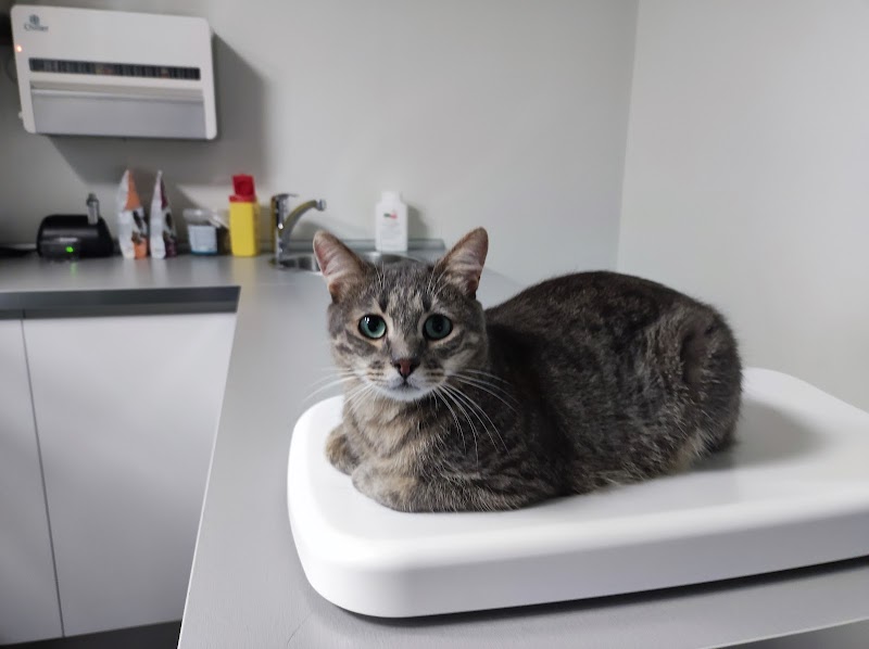 Balmesvet Veterinaris Hospital 24h
