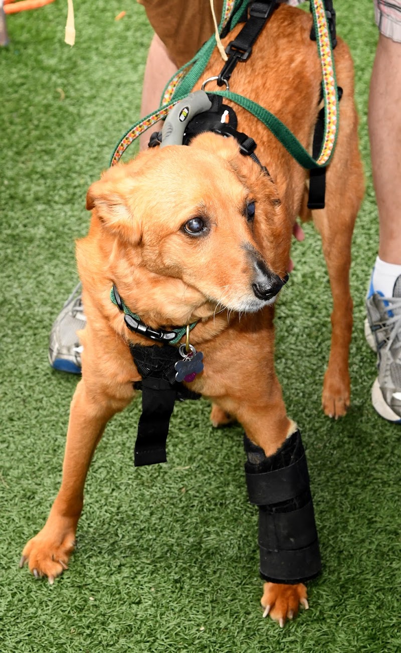 A Well Adjusted Pet, Inc.