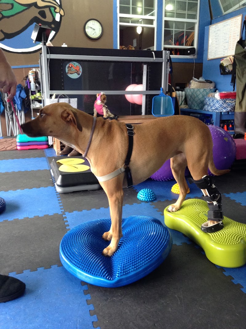 A Well Adjusted Pet, Inc.