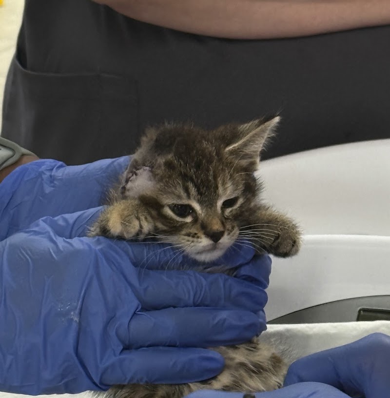 Veterinary Emergency Group