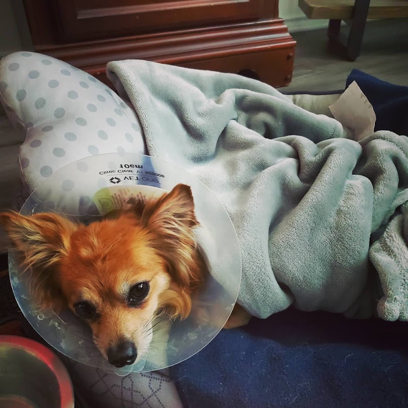 Sage Veterinary Imaging - Round Rock