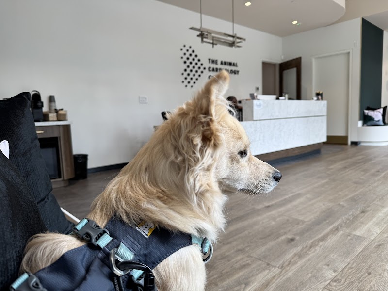 The Animal Cardiology Center
