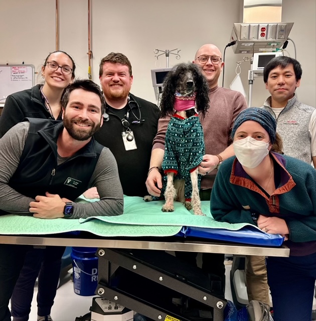 NCSU Emergency Services and Critical Care | Veterinary Hospital