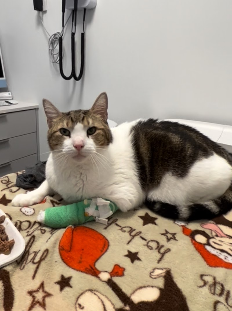 Brilliant Veterinary Care