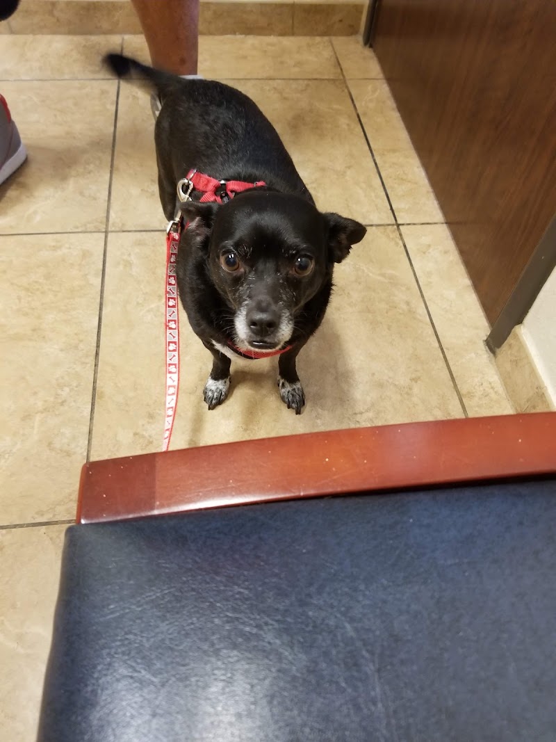 Bingle Veterinary Clinic