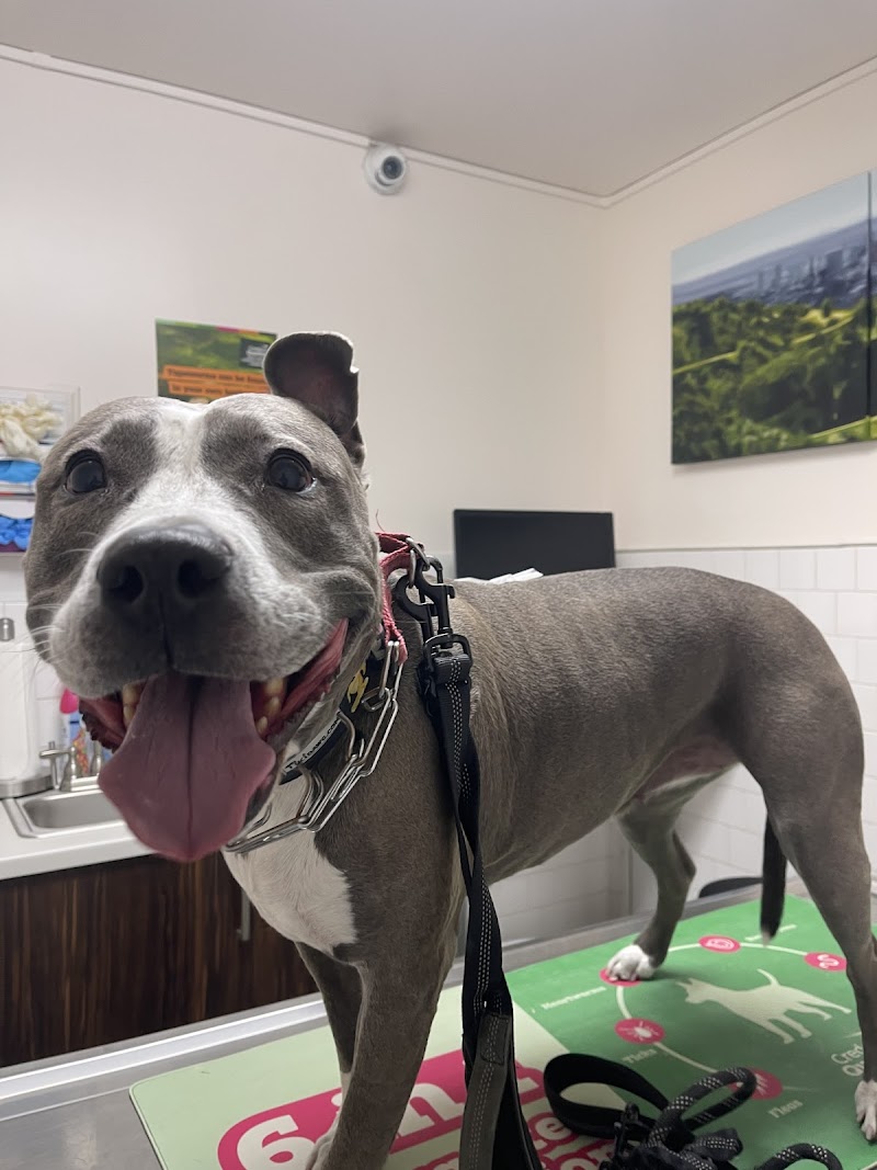 Los Feliz Small Animal Hospital