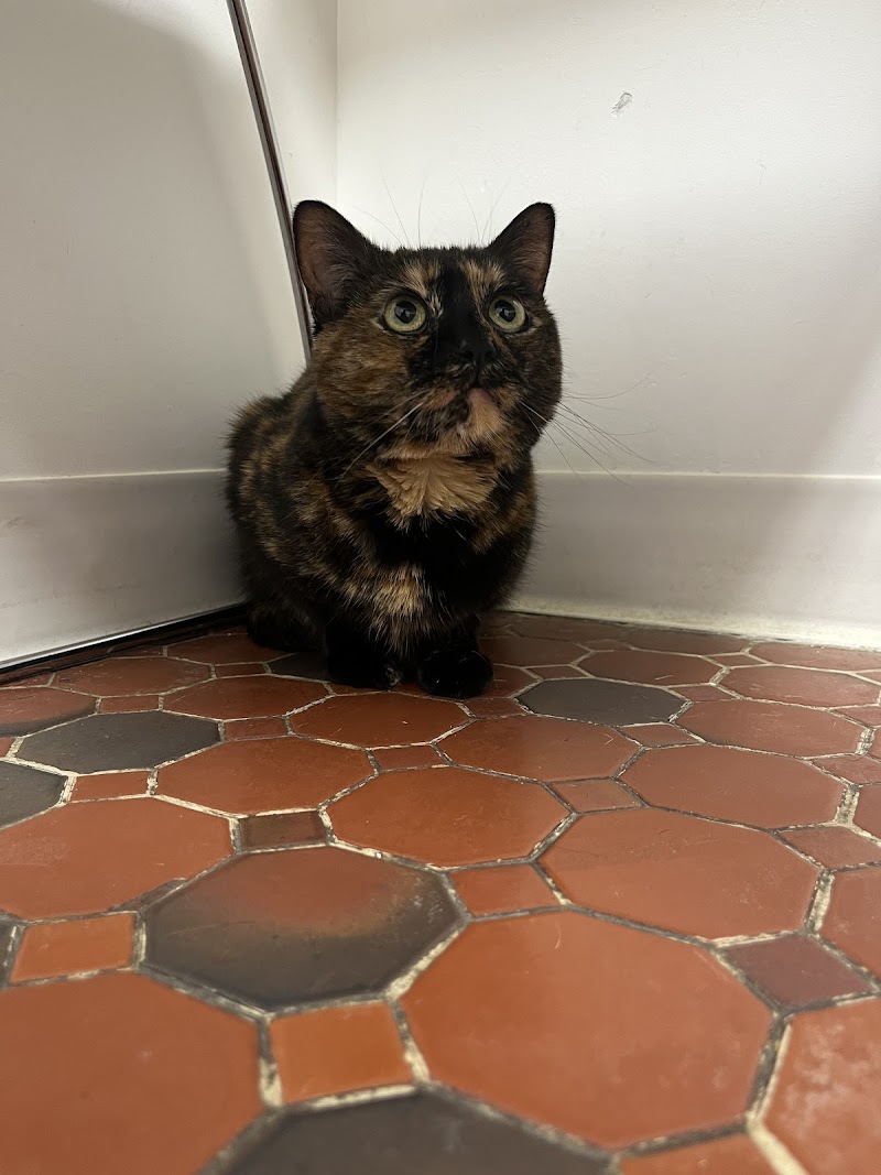 Los Feliz Small Animal Hospital